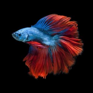 Fighting fish betta