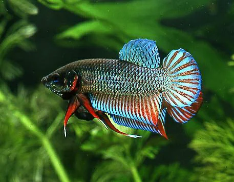 siamese fighting fish betta splendens 31