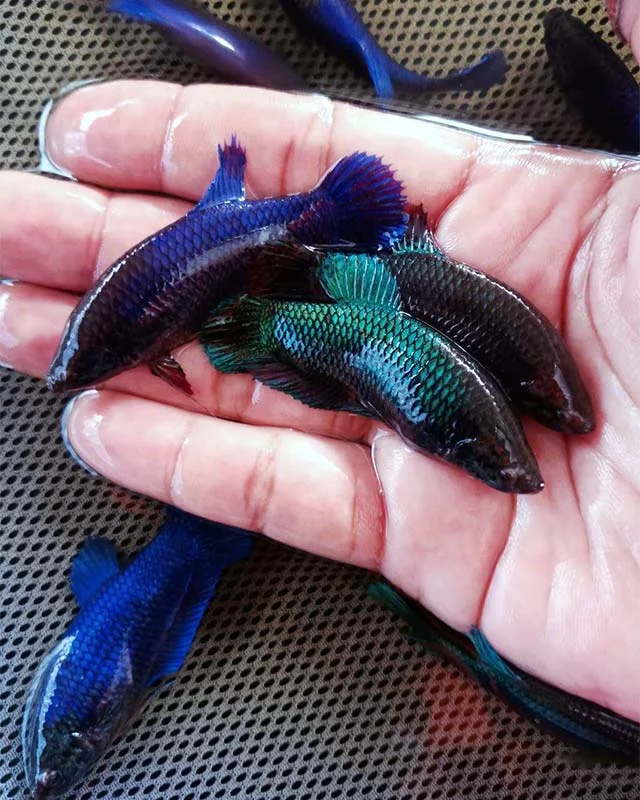 thai betta fish